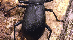 Svelato il segreto degli erbivori pi&ugrave; diversificati del Pianeta