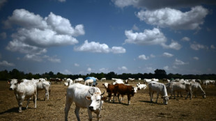 Drought blamed for dozens of cow poisoning deaths in Italy