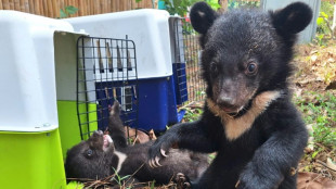 Sixteen bear cubs rescued from home in Laos