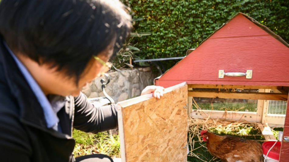 Aluguel de galinhas se populariza nos EUA devido ao aumento dos preços dos ovos