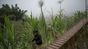 Indígena tiñe de verde el desierto de Lima con una "selva escondida"