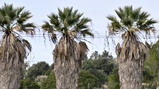 Mallorca Challenge: Lipowitz und Evenepoel starten mit Sieg