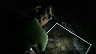Horseshoe crabs: 'Living fossils' vital for vaccine safety