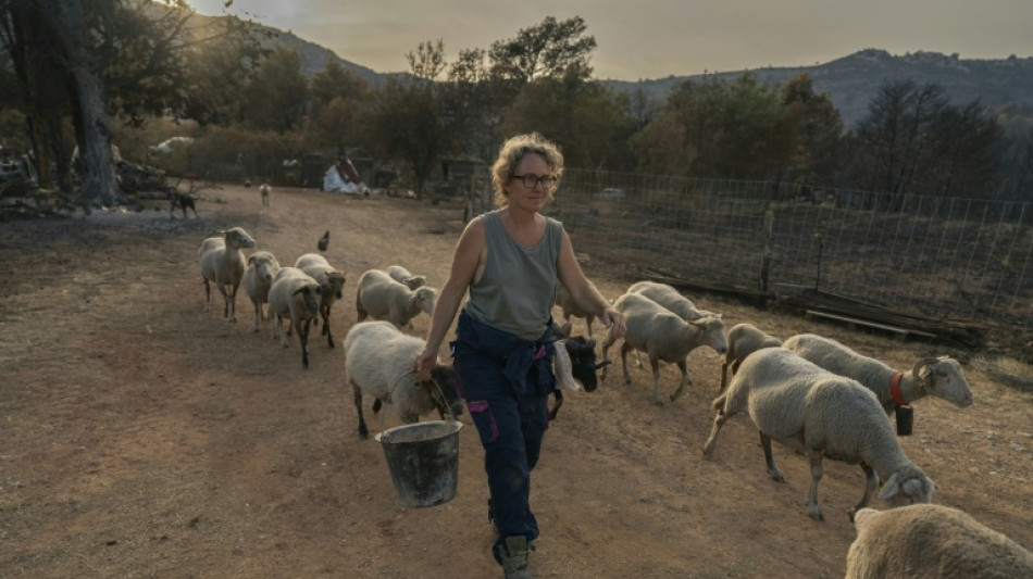 Dans l'Aude, solidarit&eacute; paysanne pour aider les &eacute;leveurs sinistr&eacute;s 