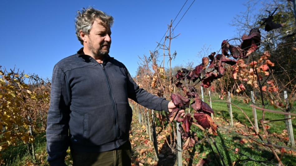 La flavescence dor&eacute;e plonge les viticulteurs hongrois en plein d&eacute;sarroi 