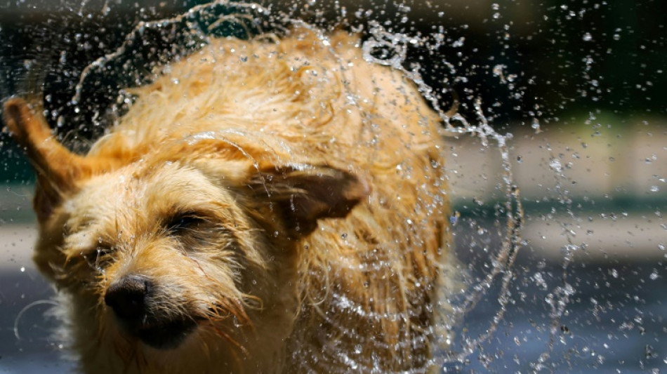 Von Schiff gesprungener Hund nach zw&ouml;lf Tagen von Insel in Mosel gerettet