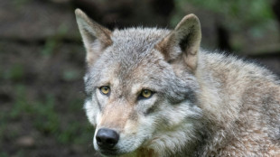 Le texte abaissant la protection du loup en Europe entre en vigueur
