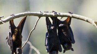 Mann in Australien stirbt nach Fledermausbiss an "extrem seltener" Infektion