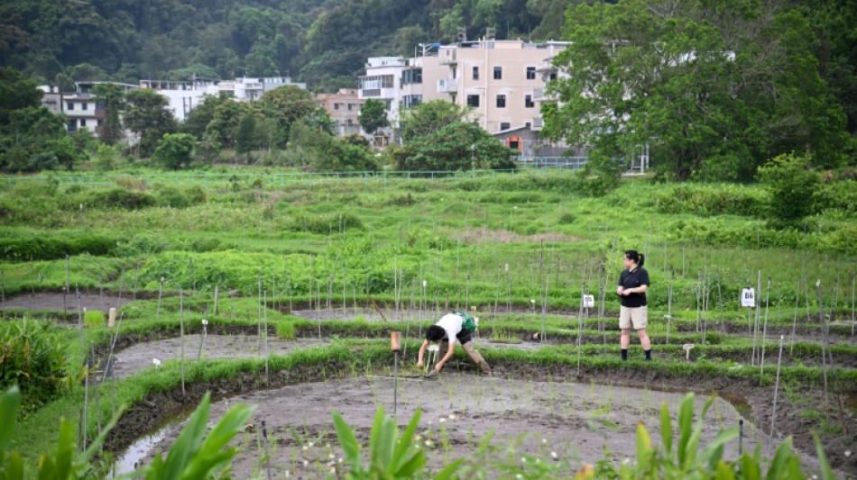 Hong Kong team plants seeds to safeguard legacy grains