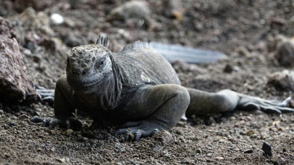Iguanas reproducing on Galapagos island century after disappearing