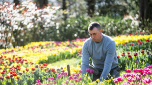Blooming good: World's biggest tulip garden marks 75th edition