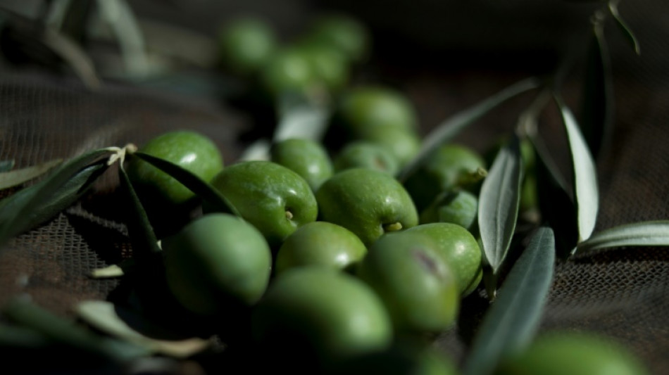 Espagne: 16 arrestations apr&egrave;s un vol massif d'olives