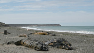 Argentine: une bact&eacute;rie suspect&eacute;e dans la mort de centaines de baleineaux en Patagonie