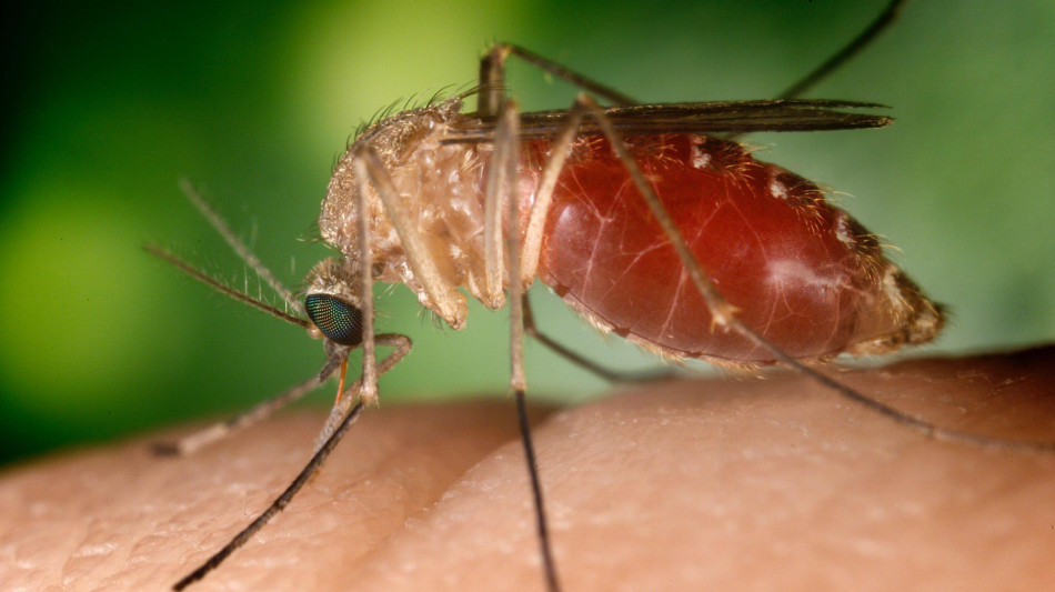 West Nile in crescita, oltre cento casi in pi&ugrave; in una settimana