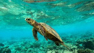 Los arrecifes coralinos del mundo traspasan el límite de supervivencia