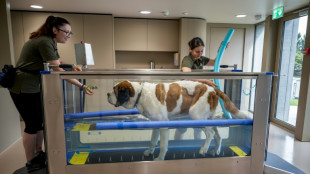 Un parque temático en honor al San Bernardo reabre sus puertas en Suiza