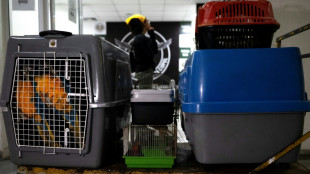 Tucanes, tortugas y monos rescatados en una megaoperación contra el tráfico de animales en Brasil