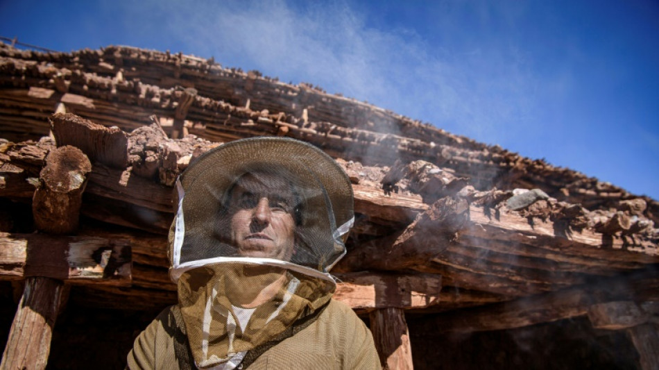 Stung by drought, Morocco's bees face disaster