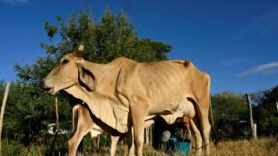 Champs dess&eacute;ch&eacute;s, vaches rachitiques : l'Am&eacute;rique centrale ravag&eacute;e par El Ni&ntilde;o