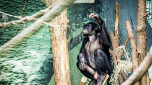 Bad boys: Study finds aggressive bonobo males attract more mates