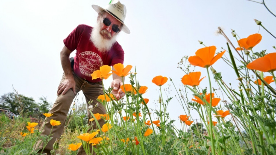 Poppies offer hope in fire-scarred Los Angeles