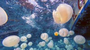 Jellyfish invade Venezuelan waters, worrying fishermen