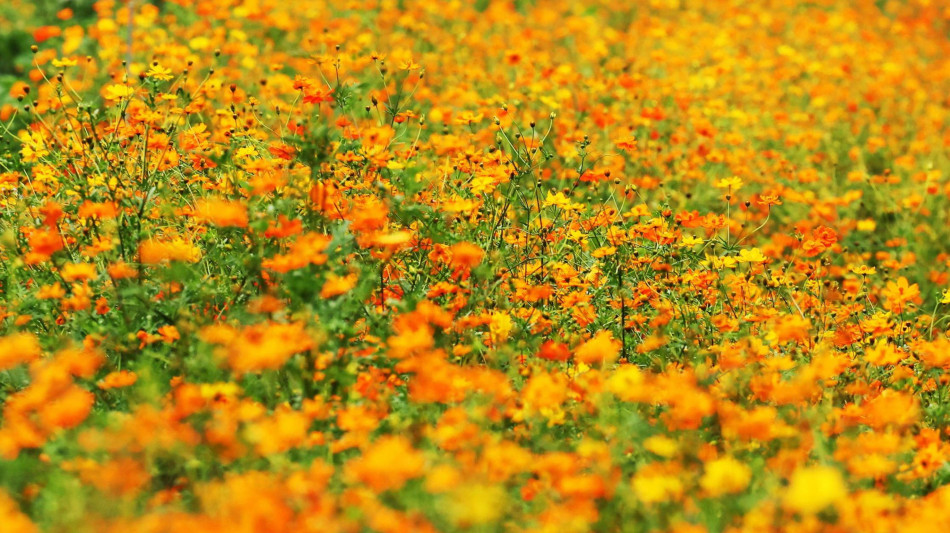 C'è un circuito genetico che lega i fiori a luce e temperatura