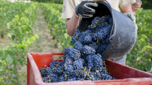 Champagne: une vendange 2026 &agrave; haut potentiel et qui pourra d&eacute;passer les 13% d'alcool