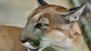 La pr&eacute;sence de puma r&eacute;duit les collisions entre cerfs et voitures (&eacute;tude)