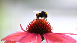 Climate change causes wonky bumblebee wings: scientists