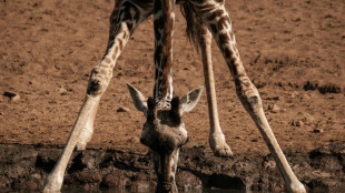 Rare twin giraffes born in Kenya
