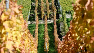 Gericht: Weiter keine Touren mit E-Scootern durch Weinberge von Bad D&uuml;rkheim