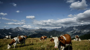 Dry summer puts squeeze on French Alps cheese