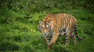 Tiger breeding, exports flourish in S.Africa: charity