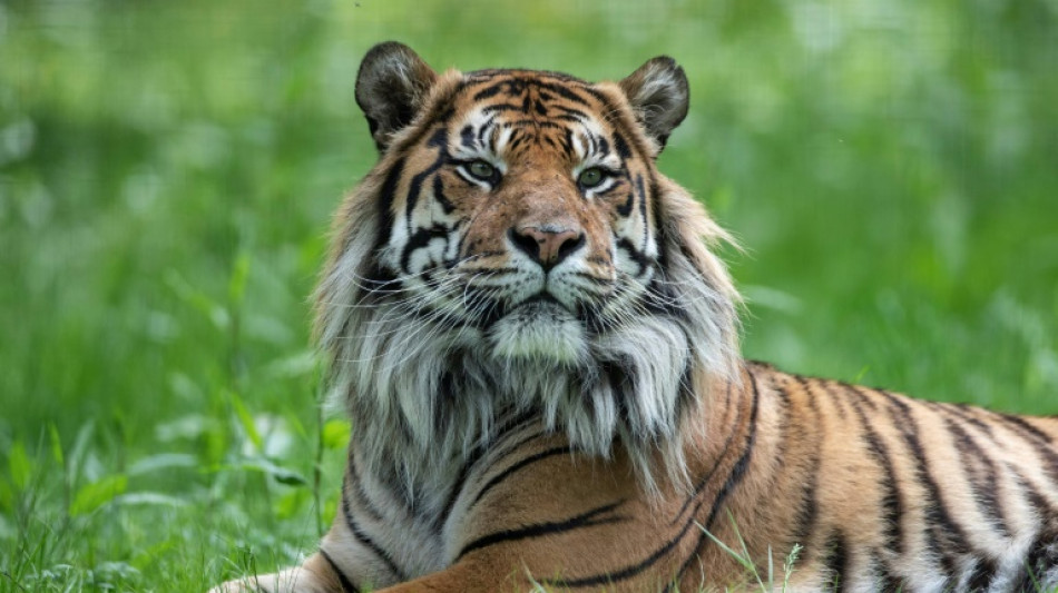 Heidelberger Zoo: 16 Jahre alter Sumatratiger Tebo eingeschläfert
