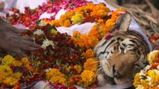 India se despide de la tigresa Collarwali