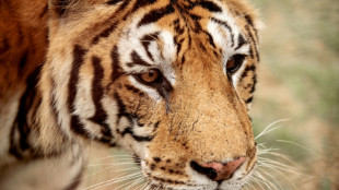 Zwei Monate nach Angriff durch entlaufenen Tiger in Sachsen: 72-J&auml;hriger gestorben