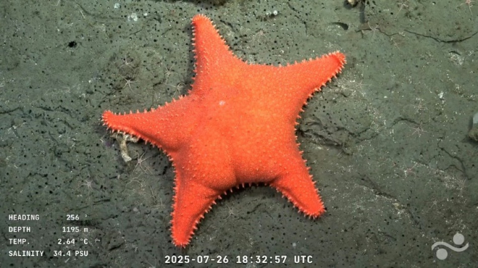 Patrick Star and 'Drag Queen' crab: underwater robot live stream captivates Argentines