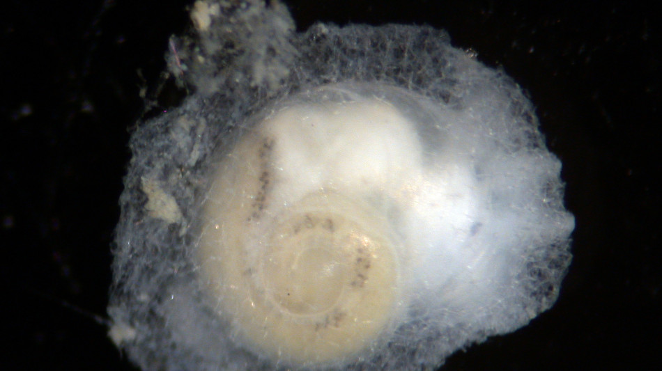 Nei fossili di 512 milioni di anni fa il fermo immagine di un ecosistema