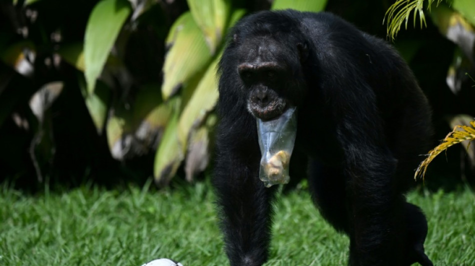 Colômbia envia seu último chimpanzé em cativeiro para santuário no Brasil