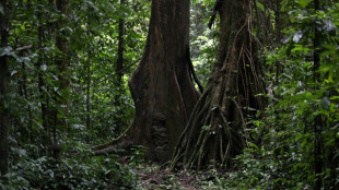 More than 9,000 tree species still undiscovered: study