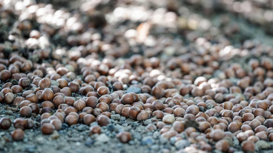Piemonte, nocciole a rischio per la cascola precoce
