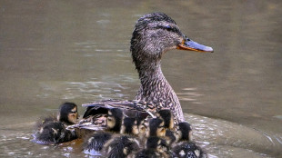 Sechs Entenküken von A40 in Nordrhein-Westfalen gerettet - Muttertier fliegt weg