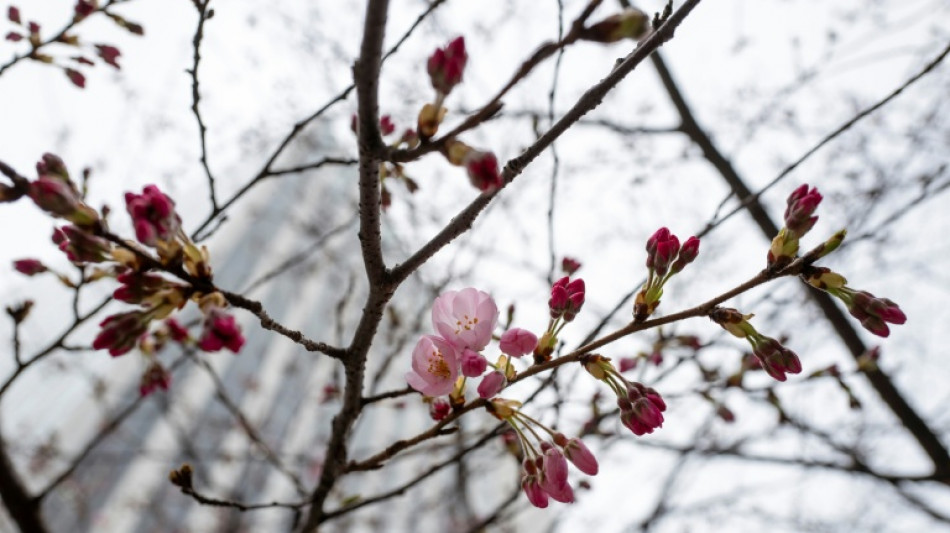 Tokyo annonce le d&eacute;but de la majestueuse saison des cerisiers en fleurs