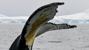 Whale of a tail: Scientists track unique humpback 'fingerprint'