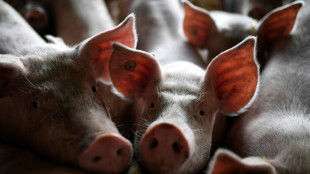 Verpflichtendes Tierhaltungskennzeichen f&uuml;r Schweinefleisch wird verschoben