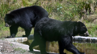 Un oso rebelde busca la libertad en Colombia