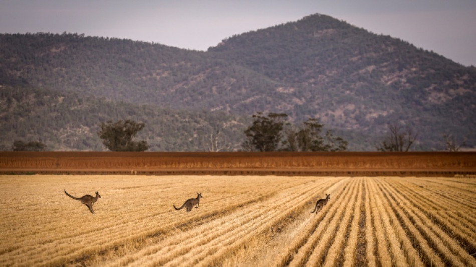 Trockenheit, hohe D&uuml;ngerpreise, M&auml;use: Australien rechnet mit geringer Weizenernte