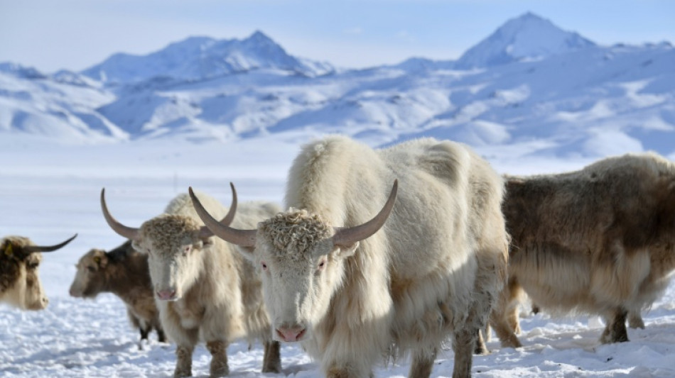 Au Kirghizstan, des yaks blancs, symbole de la renaissance d'un &eacute;levage ancestral