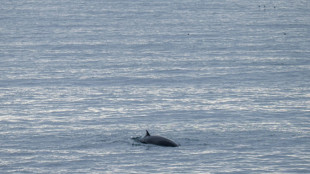 Islande : pr&eacute;sentation d&eacute;but 2027 d'un projet de loi qui pourrait interdire la chasse &agrave; la baleine